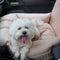 Soporte para el asiento del asiento del asiento del asiento del automóvil del automóvil de mascotas ortopédico