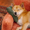 Schlafsofa für Hunde und Katzen im Vintage-Stil aus Chenille-Stoff