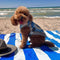 Hunde-Autositzbezug – Urlaub