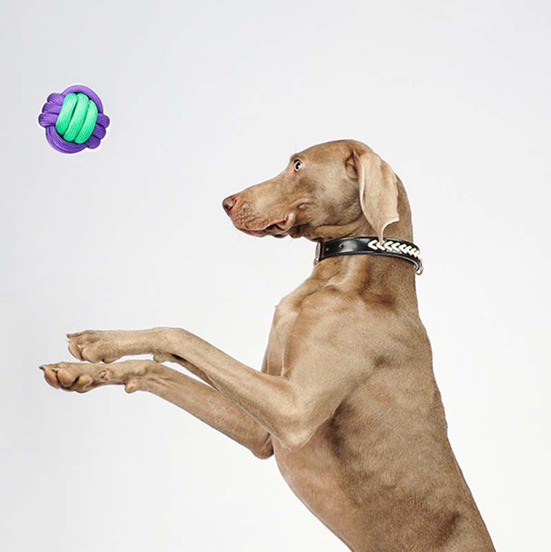 Jouet pour chien à lancer de balle Knots - Color Clash