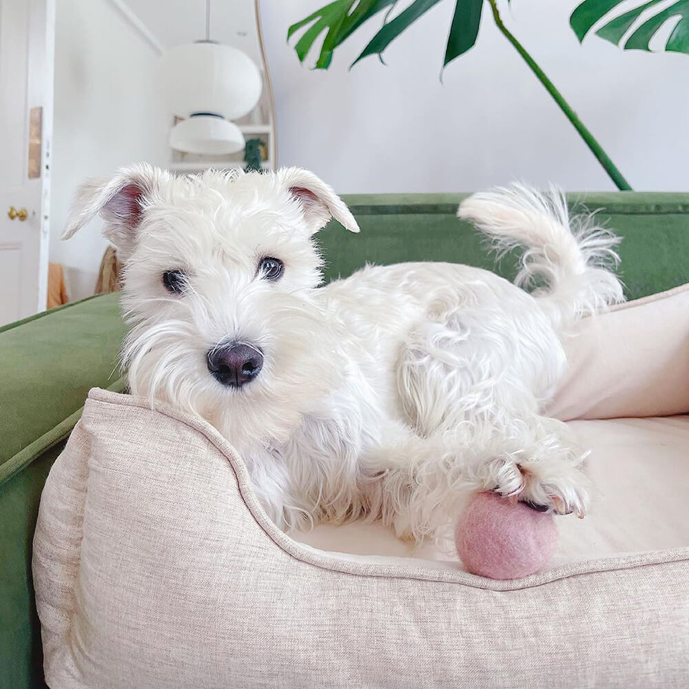 Cama para perros - Pan cuadrado