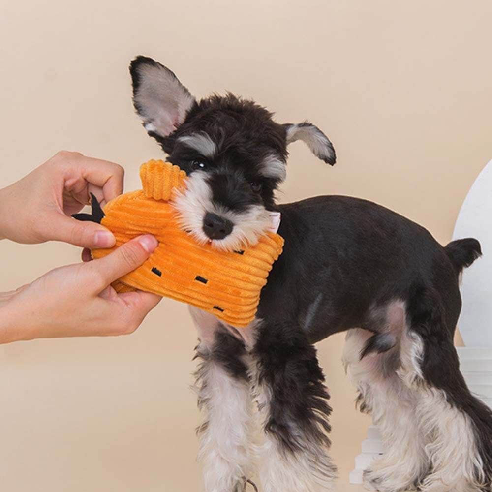 Ensemble de jouets en peluche pour chien qui couine - Cactus