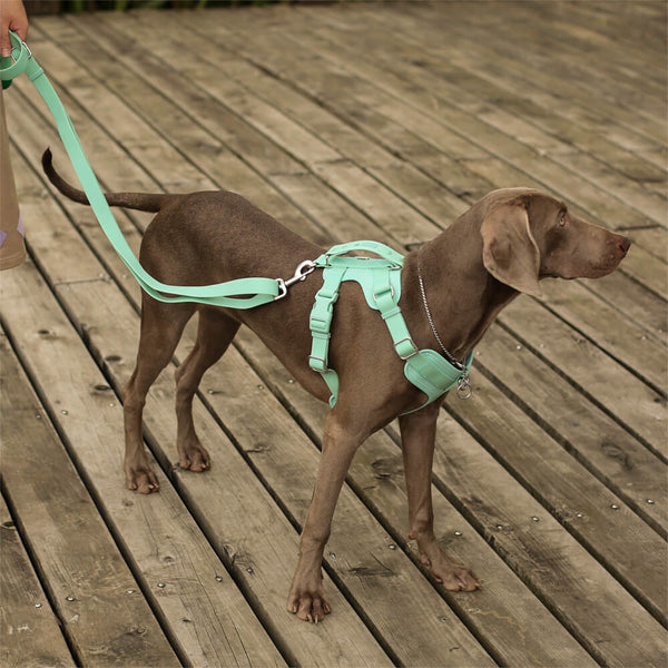 Accessori per cani cool gummia set di camminata